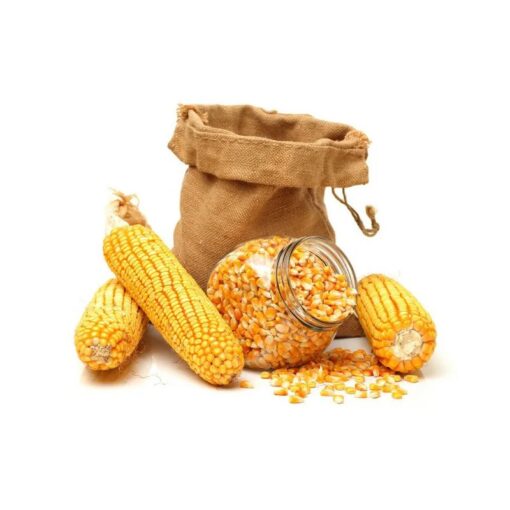 Yellow Corn for Animal Feed